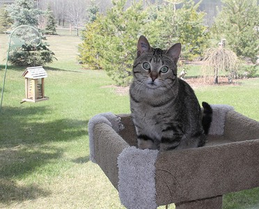 A guest inside the Cattery, enjoying the view onto our beautiful garden